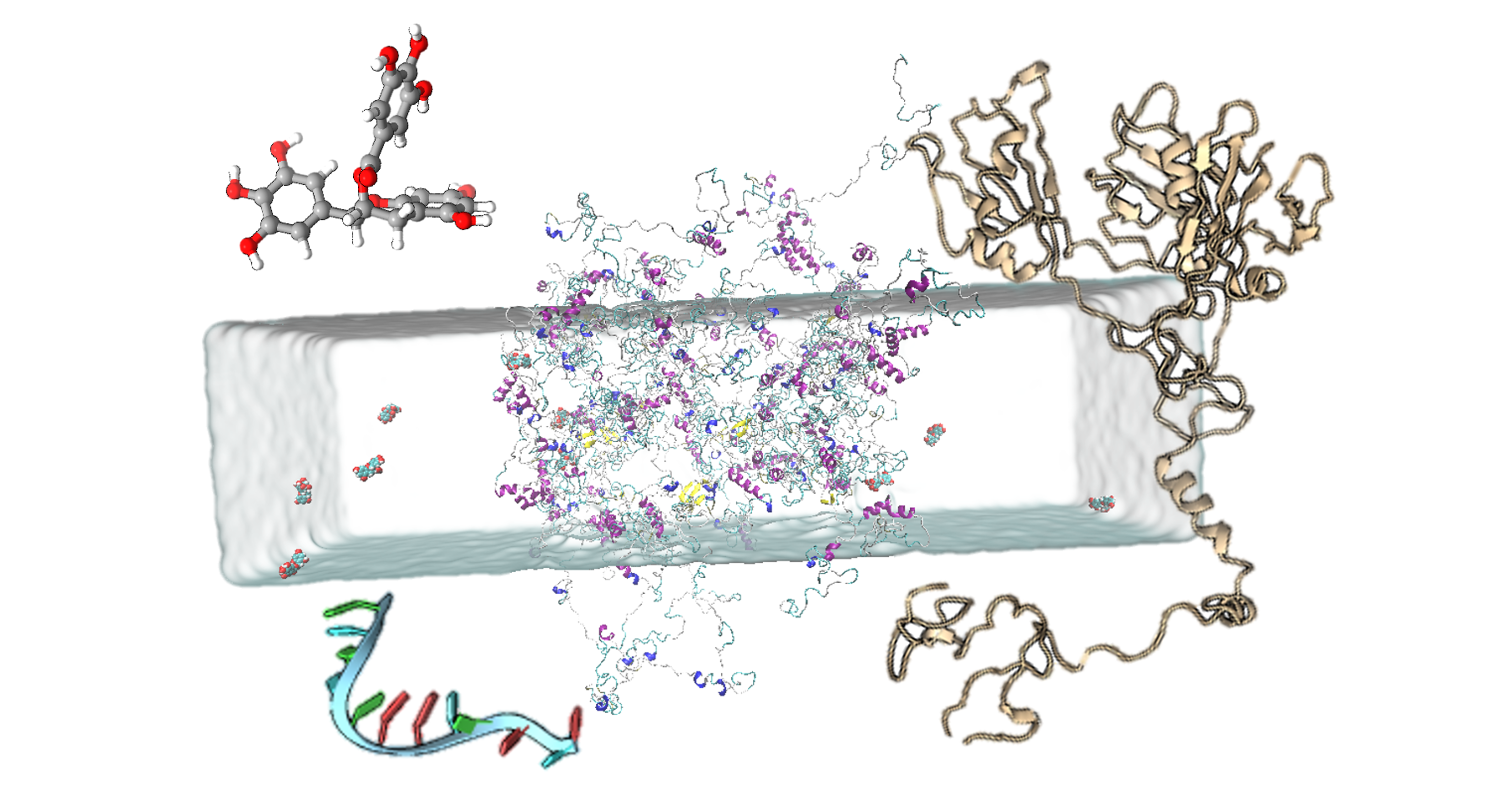 Protein/RNA Phase Separation